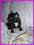 bouledogue fran&ccedil;ais Eva - Bouledogue Fran&ccedil;ais