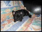 bouledogue fran&ccedil;ais Eva - Bouledogue Fran&ccedil;ais