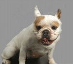 Ula bouledogue fran&ccedil;ais - Bouledogue Fran&ccedil;ais
