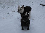 Daisy et Ula bouledogue fran&ccedil;ais - Bouledogue Fran&ccedil;ais