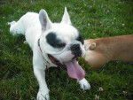 bouledogue fran&ccedil;ais Pablo et Betty - Bouledogue Fran&ccedil;ais