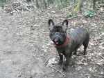 bouledogue fran&ccedil;ais Daisy - Bouledogue Fran&ccedil;ais