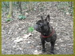 bouledogue fran&ccedil;ais Daisy - Bouledogue Fran&ccedil;ais
