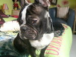 Bouledogue Fran&ccedil;ais =====> Doug - Bouledogue Fran&ccedil;ais