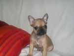 eliott 3 mois bouledogue francais - Bouledogue Fran&ccedil;ais (3 mois)