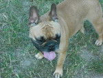 Bouledogue Fran&ccedil;ais Betty - Bouledogue Fran&ccedil;ais