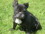 bouledogue francais pepsi - Bouledogue Fran&ccedil;ais