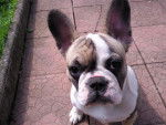 bouledogue francais - Bouledogue Fran&ccedil;ais