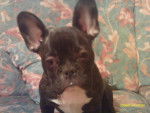 bouledogue francais - Bouledogue Fran&ccedil;ais