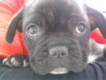 Frusky chiot Bouledogue Fran&ccedil;ais - Bouledogue Fran&ccedil;ais
