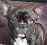 bouledogue francais f&eacute;line - Bouledogue Fran&ccedil;ais