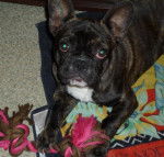 chiot bouledogue francais féline - Bouledogue Français