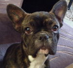 chiot bouledogue francais féline - Bouledogue Français