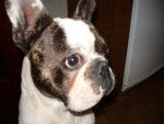 bouledogue fran&ccedil;ais Eliot - Bouledogue Fran&ccedil;ais