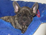 Bouledogue fran&ccedil;ais - Bouledogue Fran&ccedil;ais