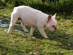 ermine bouledogue fran&ccedil;ais - Bouledogue Fran&ccedil;ais