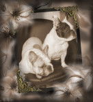 bouledogue francais enya eaeley - Bouledogue Fran&ccedil;ais