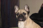 bouledogue francais (gina) - Bouledogue Fran&ccedil;ais