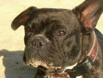 Carrie non LOF - Bouledogue Fran&ccedil;ais