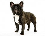 Bouledogue Fran&ccedil;ais - Bouledogue Fran&ccedil;ais