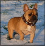 Calypso de l'Ordre du Ph&eacute;nix 2 ans couleur fauve - Bouledogue Fran&ccedil;ais (2 ans)