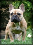 Calypso de l'Ordre du Ph&eacute;nix 2 ans couleur fauve - Bouledogue Fran&ccedil;ais (2 ans)