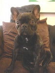 Dali, Bouledogue Fran&ccedil;ais 2 ans - Bouledogue Fran&ccedil;ais (2 ans)