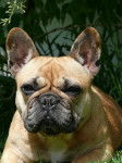 Calypso Bouledogue Fran&ccedil;ais - Bouledogue Fran&ccedil;ais