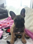 Fangio, Bouledogue Fran&ccedil;ais 5 mois - Bouledogue Fran&ccedil;ais (5 mois)