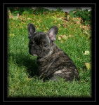 Francky de l'Ordre du Ph&eacute;nix, chiot - Bouledogue Fran&ccedil;ais