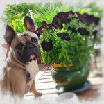 JA&Iuml;KO - Bouledogue Fran&ccedil;ais