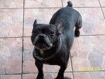 Pam&eacute;la - Bouledogue Fran&ccedil;ais (8 ans)