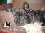 ASTERIX ... adorable male - Bouledogue Fran&ccedil;ais M&acirc;le