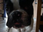 Photo Bouledogue Fran&ccedil;ais