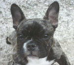 Utopie - Bouledogue Fran&ccedil;ais