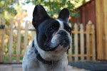Photo Bouledogue Français