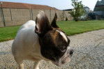Photo Bouledogue Français