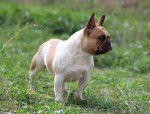 Mandy - Bouledogue Fran&ccedil;ais M&acirc;le (3 ans)
