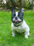 rocky - Bouledogue Fran&ccedil;ais M&acirc;le (2 ans)