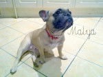 Malya - Bouledogue Fran&ccedil;ais (2 ans)