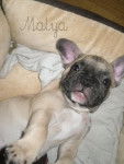 Malya - Bouledogue Fran&ccedil;ais (2 ans)