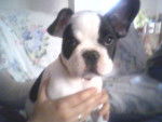 dahlia - Bouledogue Français (4 ans)