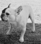 pablo - Bouledogue Fran&ccedil;ais (3 mois)