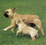 sali et tagada - Bouledogue Fran&ccedil;ais (1 an)