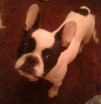 Noa - Bouledogue Fran&ccedil;ais (6 mois)