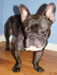 rowdy - Bouledogue Fran&ccedil;ais M&acirc;le (5 ans)