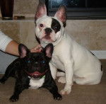 bryley - Bouledogue Fran&ccedil;ais (2 ans)