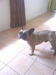 cupidon - Bouledogue Fran&ccedil;ais (4 ans)