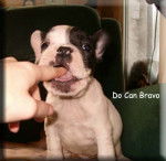 Fach&aacute;n - Bouledogue Fran&ccedil;ais M&acirc;le (6 ans)