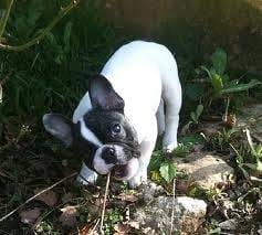 Boby mon chou - Bouledogue Français Mâle (4 mois)